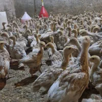 فروش بوقلمون بوربون