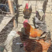 مرغ و خروس محلی