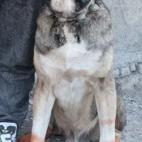 واگذاری خراسانی غول  سنگین وزن