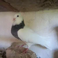 طوقی