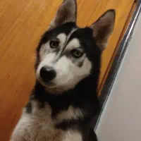 توله سگ هاسکی الاسکا