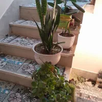 گل طبیعی|گل و گیاه طبیعی|محمدیه-قزوین, |دیوار