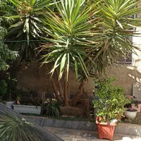 یوکا تنه دار ۵ شاخه بلندی ۳متر|گل و گیاه طبیعی|شیراز, شاپورجان|دیوار