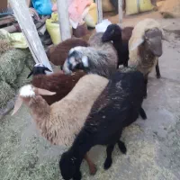 7راسبرهداشتیتوافقی