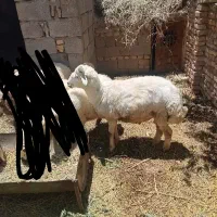 بره نر