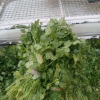 سبزی خورشتی|عمدهفروشی|مسجد سلیمان, |دیوار