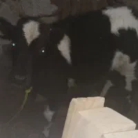 گاو وگوساله|حیوانات مزرعه|دهگلان, |دیوار