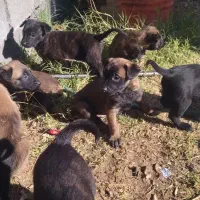 توله بلژیک مالینیو|سگ|سمیرم, |دیوار