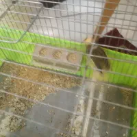 قنازی بخوان و زبرو زرنگ  دم دراز نر