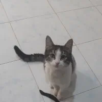 واگذاری گربه