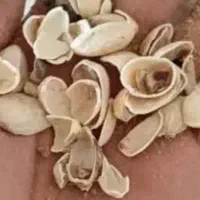 فروش تناژ پوست خشک بادم درختی..گردو..|عمدهفروشی|دامغان, |دیوار