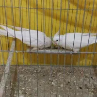 تعدادی عروس هلندی جفت وتک،قناری
