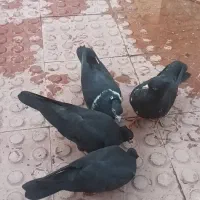 کبوتر