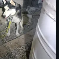 واگزاری یک قلاده سگ هاسکی نره حرف گوش کن