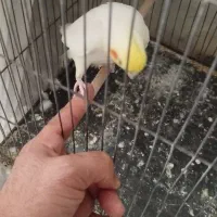عروس هلندی