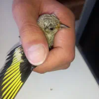 جوجه‌سهره‌            ۳ روزه درخانه‌گرفتیم