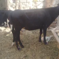 حاشی شتر و گوساله رفسنجان