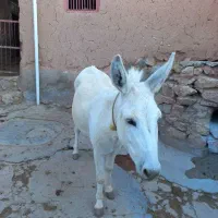 فروش الاغ سفید