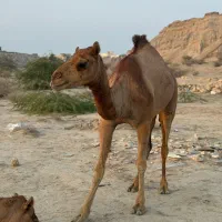 شتر|حیوانات مزرعه|قشم, |دیوار