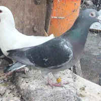 پلاکی نر کویت