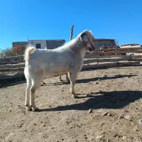 بز پاکستانی مخصوص نسل کشی