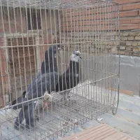 کبوتر حدود۳۰تا یجا کبوترا فوق العاده هستن|پرنده|بومهن, |دیوار