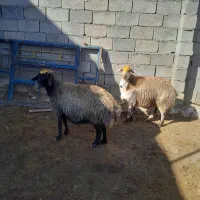 دو راس شیشک