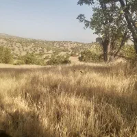 کاه گندم وجو