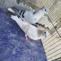 کبوتر|پرنده|بجنورد, |دیوار