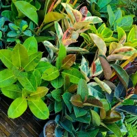 گل فیکوس در همه نژاد ببری یاقوتی بلک و..