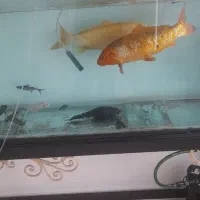 ماهی کوی|ماهی|تهران, مسعودیه|دیوار