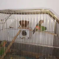 ۳ تا طوطی برزیلی مولد|پرنده|قیدار, |دیوار