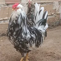 خروس لری گلین