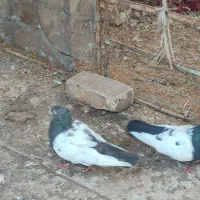 یه جفت دم‌سیاه نرو ماده