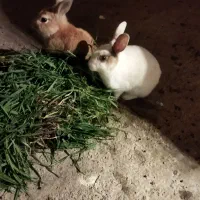 دوتا خرگوش با قفس