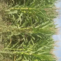 ذرت علوفه ای