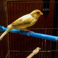 قناری ماده لیمویی و پرتفالی