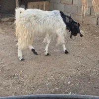 بز وکره نر|حیوانات مزرعه|بم, |دیوار