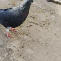 ساده سیاه ماده جلو بسته عروسک|پرنده|تربت‌حیدریه, ترمینال|دیوار