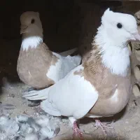 کفتر