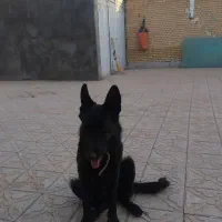 ژرمن بلک ورک ۱ساله