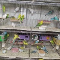 مرغ عشق انواع رنگ ها