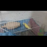 مرغ عشق|پرنده|کاشمر, |دیوار