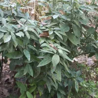 اجاره یک باب منزل ویلایی ترجیحا اموزشگاه