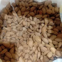 بادام وگردو امسال|خوردنی و آشامیدنی|انزل, |دیوار