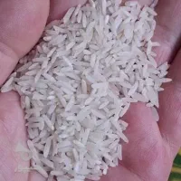 برنج نوچ طام هاشمی جنگلی روستایی من کشاورزم