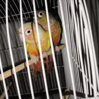 یک جفت گرینچیک مولد