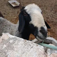 میش شال