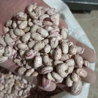 لوبیا چیتی درشت|حراج|نهاوند, |دیوار