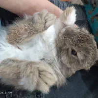 خرگوش ۴ ماهه